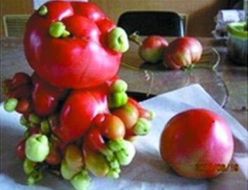 番茄结成巨大的团，形如肿瘤