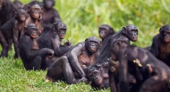 艾滋病病源首次完全确认 来自喀麦隆大猩猩