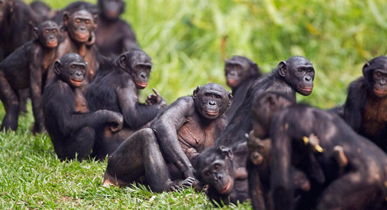 艾滋病病源首次完全确认：来自喀麦隆大猩猩