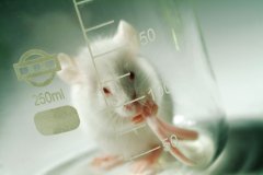 科学家研发干细胞移植方法 可治疗糖尿病老鼠