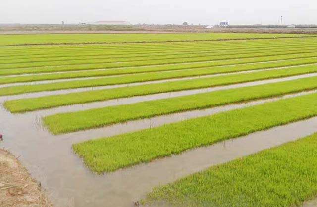 青岛海水稻实验基地
